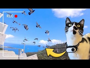 Cat With GoPro Shows You What A Cat’s Dream Life Looks Like!