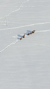 4.1K views · 585 reactions | When winter locks Yellowstone in snow...