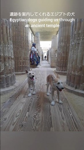 遺跡を案内するエジプトの犬。Egyptian dogs in ancient temples. 世界旅行 travel. 面白い動物 cute animals