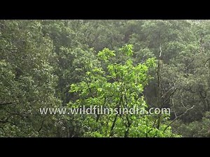 Monsoon forest landscape with dense green canopy in India