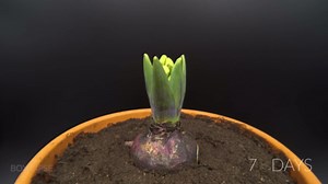 Growing Hyacinth Time Lapse