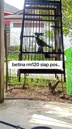 Merbah Jambul Siam: Info dan Harga Terbaru