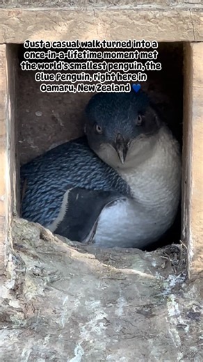 #BluePenguin #LittleBluePenguin #WorldsSmallestPenguin #PenguinEncounter #WildlifePhotography #NatureEncounter #WildlifeLover #BirdWatching #AnimalLover #NatureMoments #Oamaru #OamaruNZ #NewZealand #NewZealandTravel #ExploreNZ #DiscoverNewZealand #VisitOamaru #NZMustDo #TravelNZ #BucketListMoment | WEnz Diary in New Zealand