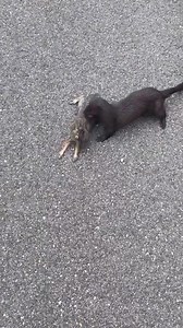Why did the mink cross the road? To drop the rabbit off? Looks like it was this rabbit’s lucky day! 🐇 🦦 VIA: {TikTok} el_chiyo #mink #rabbit #EHP #evergladesholidaypark #viralvideos #wildlife #animals | Everglades Holiday Park