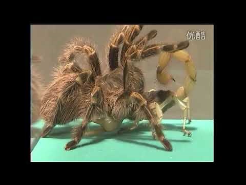 ARAIGNÉE PAILLASSON VS SCORPION ÉGYPTIEN (combat d'insectes)