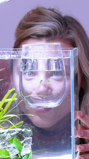 I Built LEGO Minecraft for my Pufferfish 🐡 #fishtok #minecraft | pufferfish