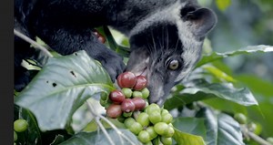 Kopi Luwak/Civet coffee is a pretty divisive topic, but I wanted to share my understanding of it all and to answer the question of whether or not you should try it. | James Hoffmann