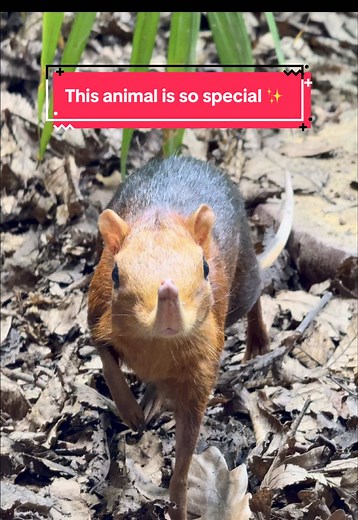This animal is so special…🥺 Fun fact, the sengi have long legs relative to their size, which are used to move from one place to another, similar to a rabbit! 🤯 #sengi #animals #cute #zookeeper #rare