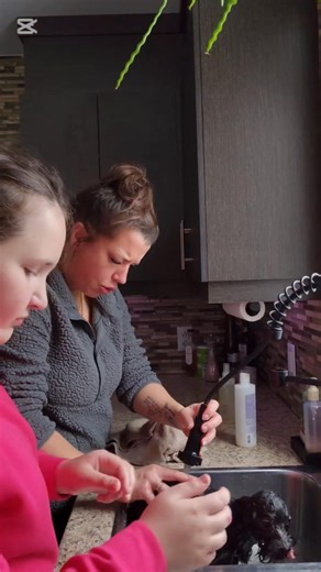 Hades… sur la fin de sa ✨️pension éducative✨️ Et aujourd’hui, c’était tout un moment ! 😅🐶 Maude — oui oui, LA Maude, cette belle jeune ado pleine de défis 💛 mais surtout pleine de courage ⭐, que j’accueille pour lui faire vivre du positif et travailler sa confiance 🌱 — et moi, on s’est lancées dans une mission qu’on pourrait qualifier de… sportive. 💪🤣 Imagine-toi donc que cet après-midi, nous avons toiletté Hadès. 🛁✂️ Oui, oui… Hadès. Le fameux chien qui, avant, ne se laissait pas toucher