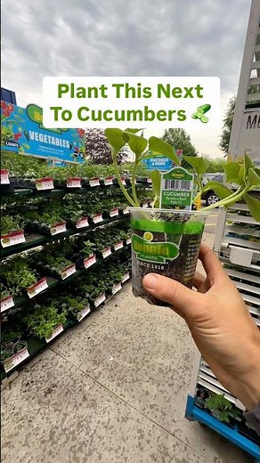 Plant this next to cucumbers #Gardening #CompanionPlants #GrowYourOwnFood #Cucumbers ￼