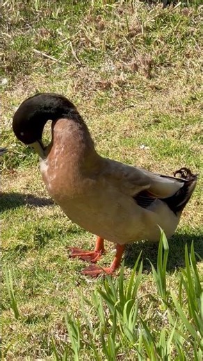 Urban Ducks Living Their Best City Life