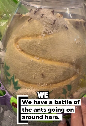 @Insect Lore sent us two tubes of ants….obviously from different colonies because one colony has attacked AND buried a whole colony! #antfarm #momsoftiktok #littleboys #mississippi #insect
