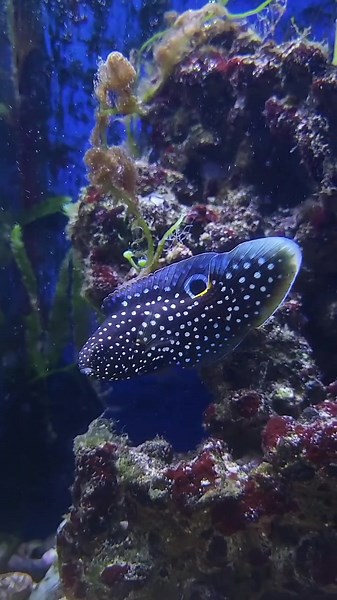 The Marine Betta: A Stunning Underwater Beauty