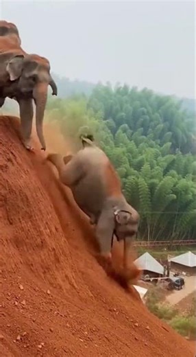 Elephants Lose Balance on Cliff Edge Stunning Moment Caught On Camera #Wildlife #Nature #Elephants