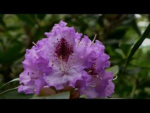DREAMS IN THE FOREST - FOR MY LOVE