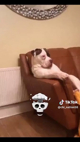 Dog Breeds from Around the World: A Visual Guide