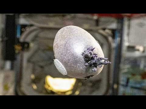 Space Potatoes on the ISS? Don Pettit’s Purple Spud Explained – Food Tech for Space
