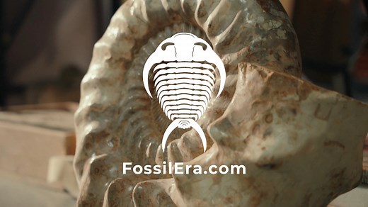 Step inside the warehouse and meet the team behind FossilEra! 🦴 🎥 From a passion project in a basement to the world’s largest online retailer of authentic fossils, minerals, and meteorites—our journey has been millions of years in the making. 🌎 Every specimen we sell is 100% genuine, ethically sourced, and carefully prepared so you can hold a piece of prehistoric history in your hands. Whether you’re a collector, a science lover, or just fossil-curious, there’s something for everyone here. 🔗