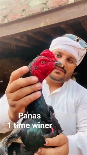 PANAS BREED IMPORTED #thaiaseel #aseellovers #aseel2026 #aseelbreeding #aseelmurga #importedaseel