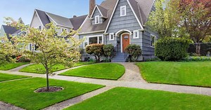 What Is A Good Tree To Plant Near A House?