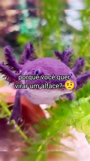 tutorial de como virar um alface 🥬😜#seenscreve #memes #curtirecompartilhar #like #comenta