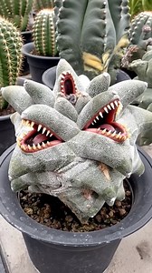 Astrophytum myriostigma｜#cactus #succulent #alien #flower #potted #plant #garden #art｜SprezeLand | 張春風