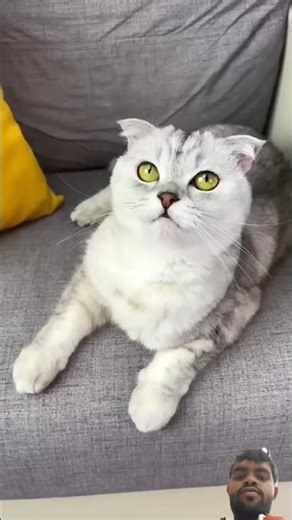 Sonya cat 🐈🐈 #cat #pets #cats