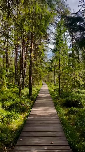 Romania on Instagram: "Lost your way lately? There’s a crooked wooden path that slices through the lush, trembling silence of Tinovul Mare, a place so defiantly alive it feels almost sentient. Here, in Poiana Stampei’s forgotten bogland, green isn’t a color—it’s a religion. The moss swells like lungs beneath your boots, the pines leer with ancient secrets, and the air? Thick with the musk of decay and genesis, of life undoing itself to be born again. You don’t walk this path. It absorbs you. Thi