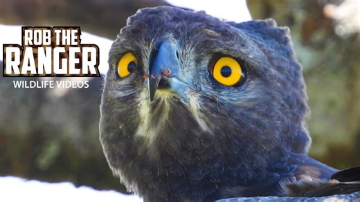 Martial eagle devours guinea fowl in dramatic Mara moment