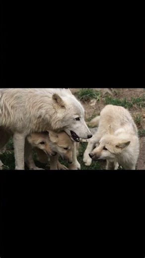 The frightening aspects and characteristics of wolves 1