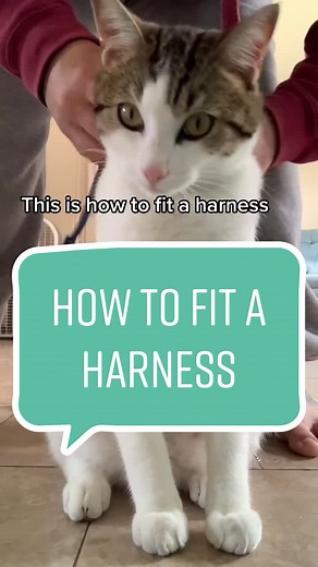 How to Properly Fit a Cat Harness for Safe Adventures