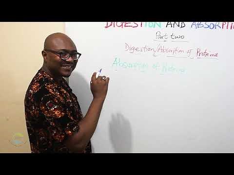 Digestion and Absorption of Proteins