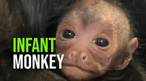 41K views · 2.3K reactions | April and Iam, Dakota Zoo’s (North Dakota) black spider monkeys gave birth to a new baby at the end of January! The family, including big sister Annie, are adjusting well to the new addition. | ZooBorns | Facebook