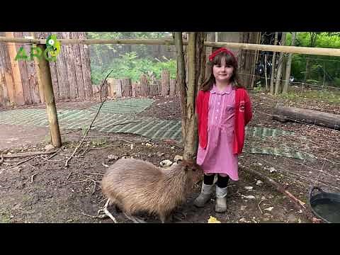 Capybara Diet I The ARC Centre