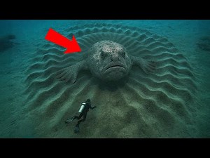Scientists Found Massive, Mysterious Creatures Hiding Underwater!