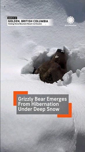 Beloved Grizzly Bear Emerges From Snow & Hibernation at Canadian Ski Resort