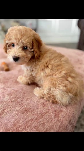 Meet our newest addition to the Williams Crew! Archie Devonte Williams 💙☀️#minipoodle #friendsgiving #lifeaftercorporate #ADW #newchapterinlife