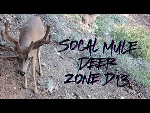 Southern California Mule Deer Hunting | D13 Zone Trail Cam Footage | Los Padres National Forest