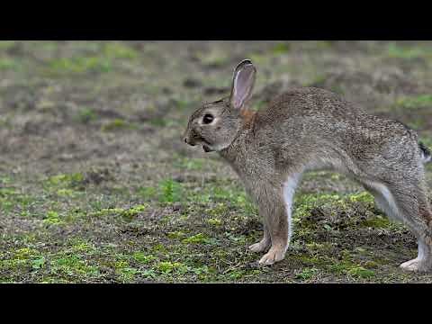 European wild rabbit!