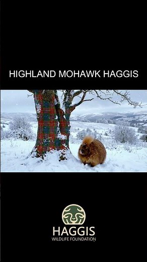 The Wild Haggis Of Cairngorms : A Unique Scottish Mohawk #scotland #haggis #wildhaggis