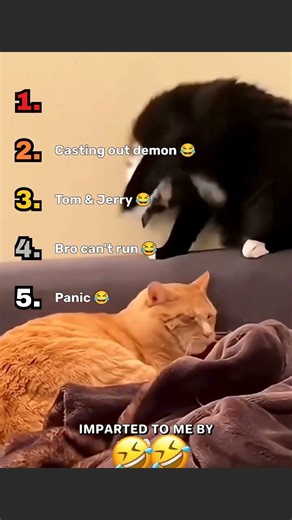 Top 5 Funniest Animals With the Weirdest Behavior — #1 Will Crack You Up 🤣