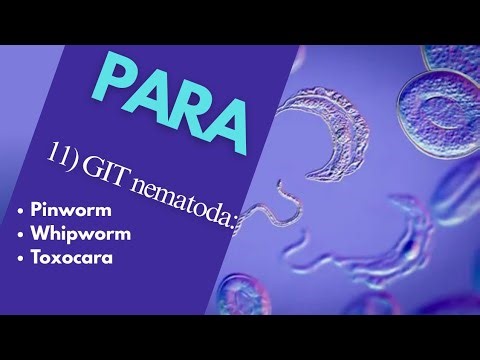 Para 197 | Lecture 11 | GIT large ingestine nematodes & Toxocariasis