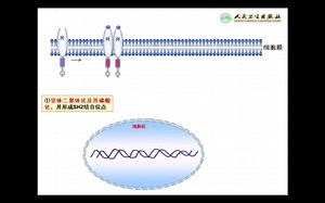 【生物化学与分子生物学】Ras/MAPK信号途径