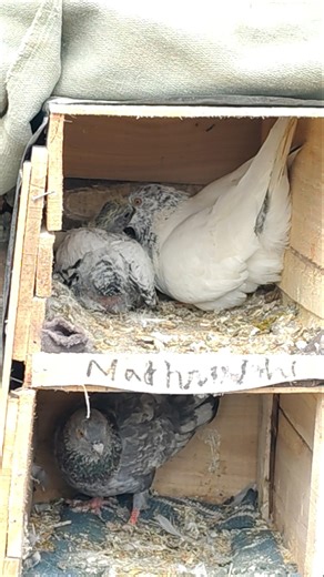 That's how pigeon baby eats the food 🍲🍲#kabutarkabutar #kabutar #birds(no bird harm in this video)