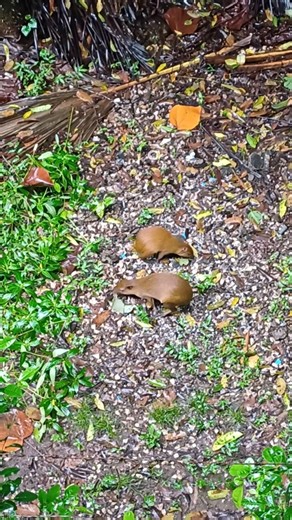 The Secret Life of Agoutis: Costa Rica's Best Foragers