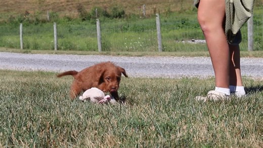 Labradoodle puppy for sale