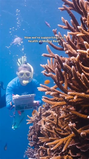 We’ve got eyes on the Reef 👀🪸 Have you seen the recent CoTS (Crown of Thorns Starfish) coverage and wondered what it means for your reef visit? 🤔 Our Reef Research Team surveys Moore Reef every week, submits data to the @gbrmarinepark, and shares insights with partners like INLOC to help guide targeted intervention! This ongoing monitoring means we can respond quickly and continue our commitment to protecting this special part of the Great Barrier Reef so it remains healthy and thriving for f