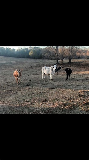 Life on Cattle Farms: A Ranch Girl's Dream