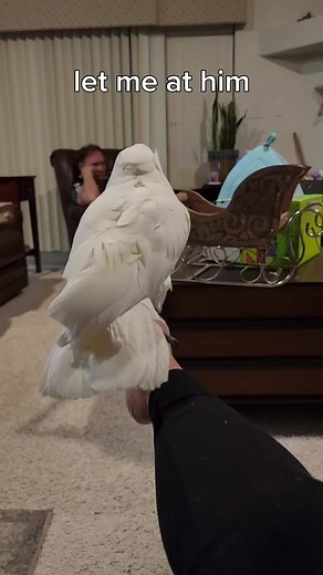 Funny Cockatoo Compilation | Hilarious Parrot Pranks