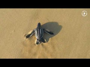 Turtle Foundation – Leatherback turtle hatchling release on Sipora, Indonesia, March 2018
